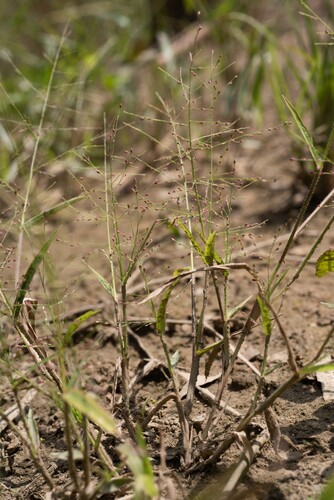 Panicum luzonense observed 2025-08-22