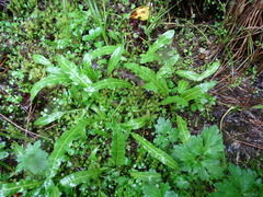Rumex flexuosus