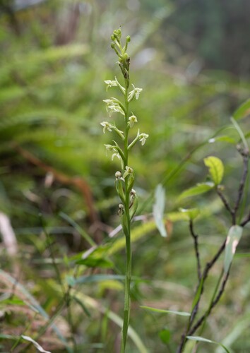 Platanthera sonoharae iNat (1)