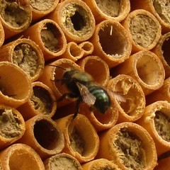 Osmia lignaria lignaria