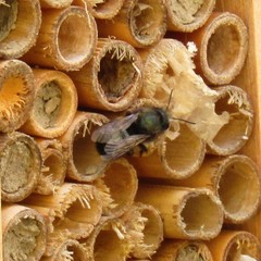 Osmia lignaria lignaria