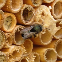 Osmia lignaria lignaria