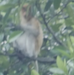 Nasalis larvatus