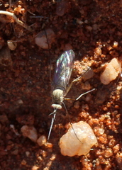 Diptera