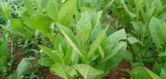 Nicotiana tabacum