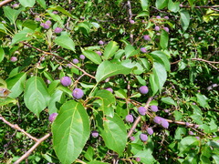 Malus × robusta