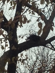 Haliaeetus leucocephalus washingtoniensis