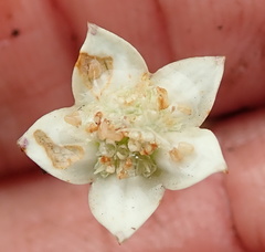 Alepidea natalensis