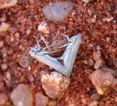 Agalliini