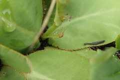 Alepidea natalensis
