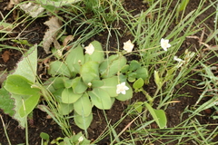 Alepidea natalensis