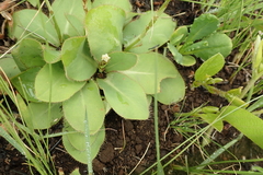 Alepidea natalensis