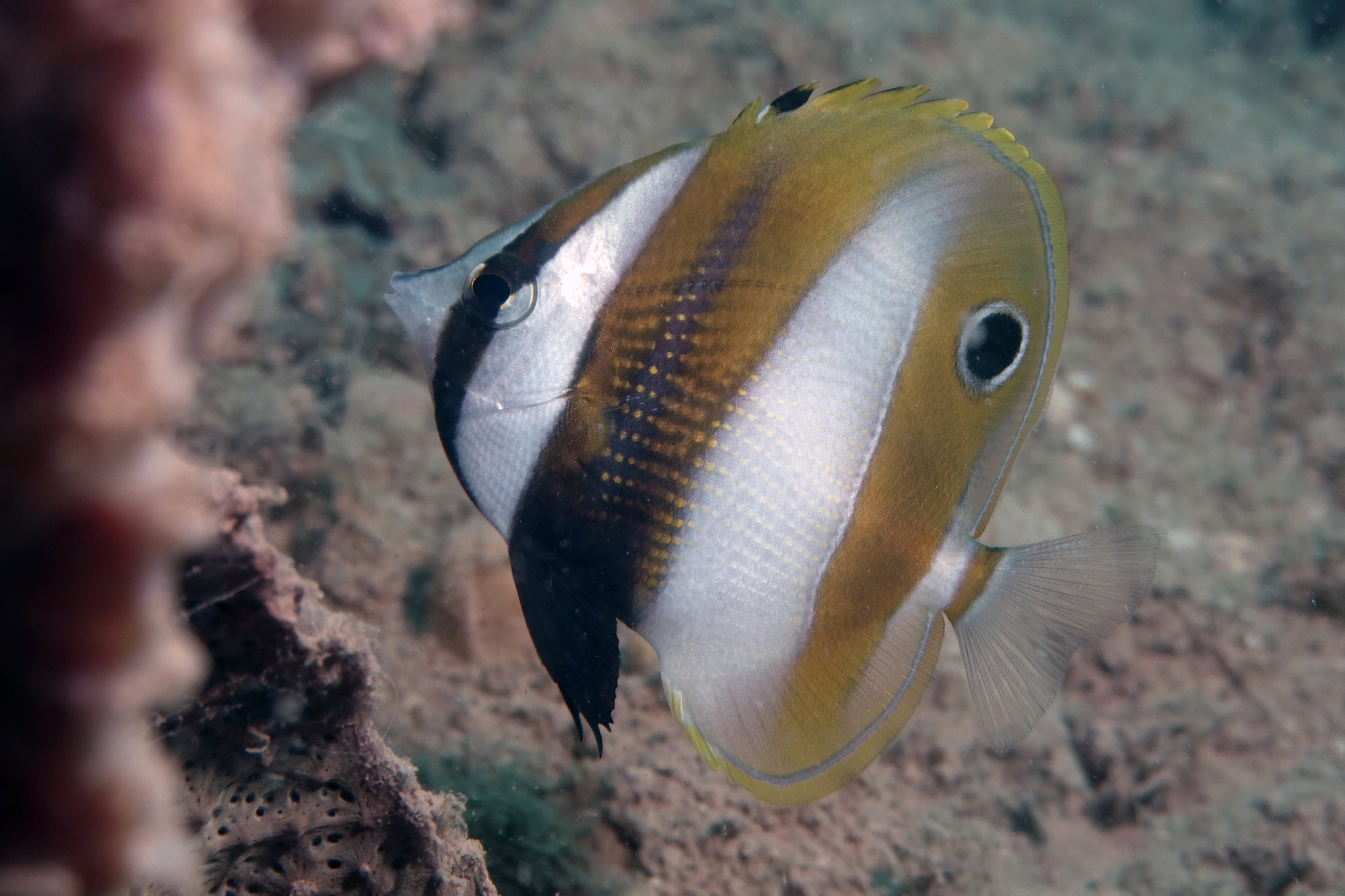 Orange-Tailed Coralfish photo 4