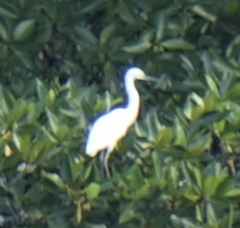 Egretta garzetta