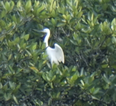 Egretta garzetta