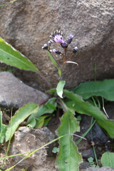 Saussurea parviflora