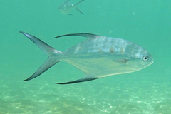 Trachinotus botla
