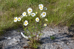 Tripleurospermum subpolare