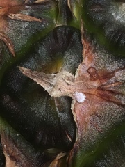 Dysmicoccus brevipes