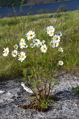 Tripleurospermum subpolare