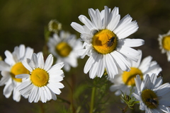 Tripleurospermum subpolare