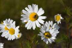 Tripleurospermum subpolare