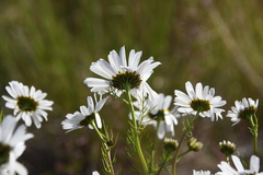 Tripleurospermum subpolare