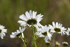 Tripleurospermum subpolare