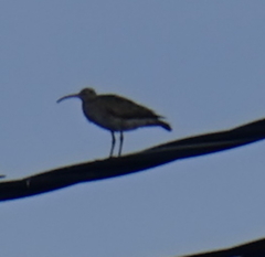 Numenius phaeopus
