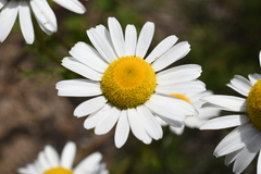 Tripleurospermum subpolare