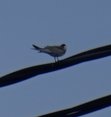 Sterninae