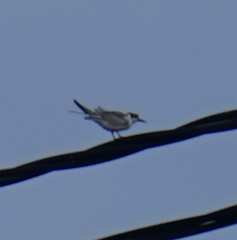 Sterninae