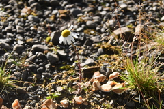 Tripleurospermum subpolare