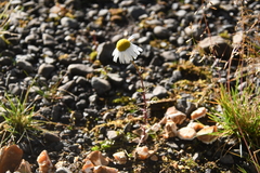Tripleurospermum subpolare