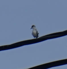 Sterninae