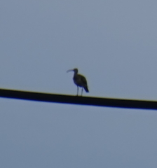Numenius phaeopus
