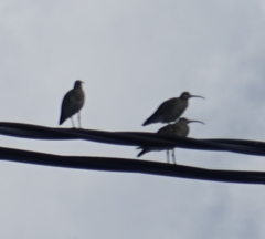 Numenius phaeopus