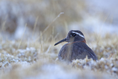 Phegornis mitchellii