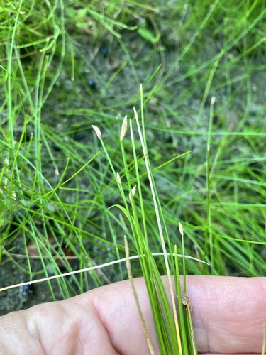 Eleocharis tenuis iNat (1)