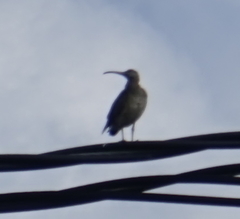 Numenius phaeopus