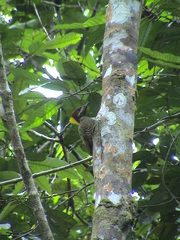 Picus chlorolophus