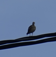Numenius phaeopus