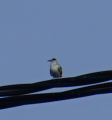 Sterninae