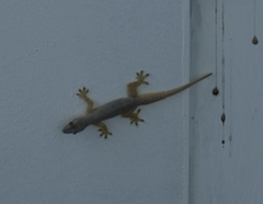 Hemidactylus platyurus