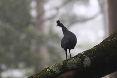 Plumed Guineafowl photo 3