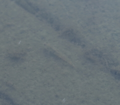 Actinopterygii