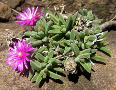 Delosperma lavisiae