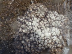 Cladiella
