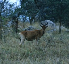 Alcelaphus buselaphus cokii