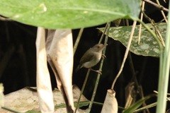 Camaroptera chloronota